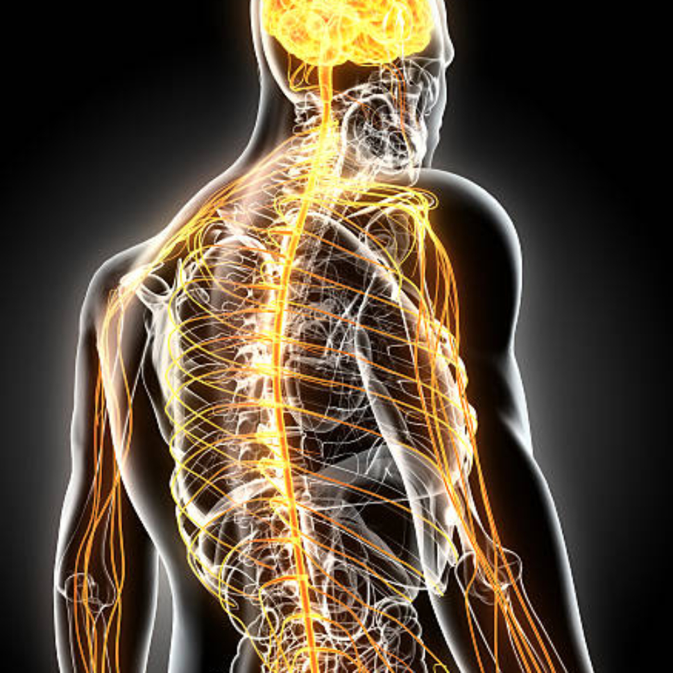 3D illustration male nervous system, medical concept.