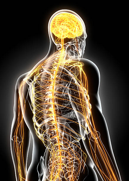 3D illustration male nervous system, medical concept.